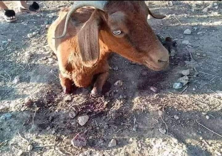 اعتداء وحشي على عنز...شكاية أمام القضاء للكشف عن الفاعل