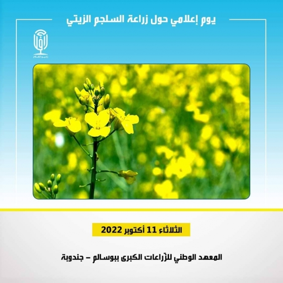 بوسالم:يوم اعلامي تحسيسي حول "زراعة السلجم الزيتي"