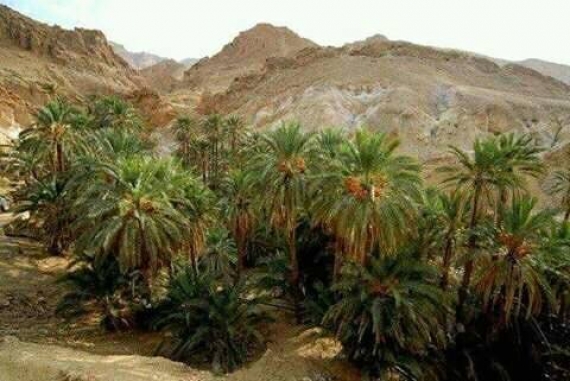 "تطاوين تستعيد أجنحتها ..." يومي 19 و 20 مارس 2021