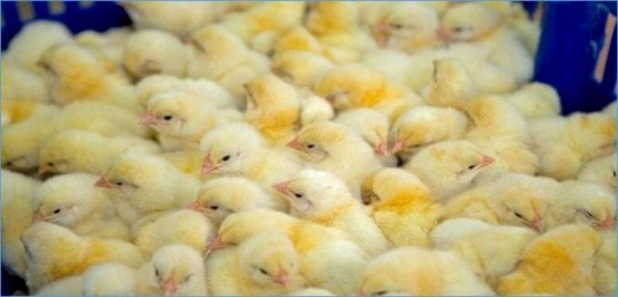 القصرين: حجز  حوالي 10  آلاف من فراخ الدجاج  خارج المسلك القانوني