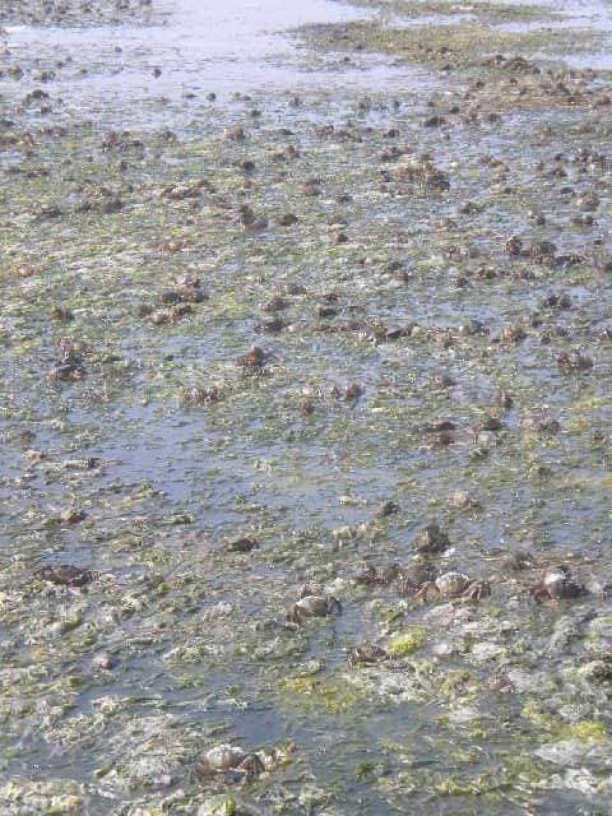 المنستيرصيادة : نفوق كائنات بحرية من أسماك و غرانق و طحالب